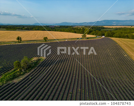 Plateau de Valensole lavender field and house at sunset in Haute Alpes Provence Cote d'Azur, Aerial Plateau de Valensole lavender field and house at sunset in Haute Alpes Provence Cote d'Azur, Aerial 104878743