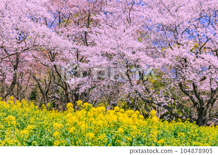 Rape blossoms and rows of cherry trees Showa Kinen Park Rape blossoms and rows of cherry trees Showa Kinen Park 104878905