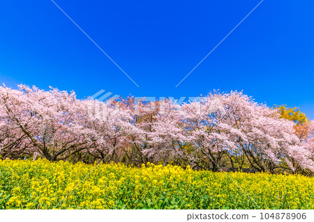 Rape blossoms and cherry blossom trees shining against the blue sky Showa Memorial Park 104878906