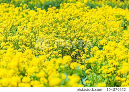 Nanohana National Showa Memorial Park 104879652