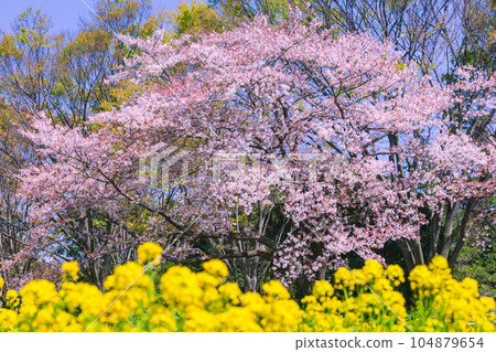 Canola flowers and cherry blossoms Showa Kinen Park Canola flowers and cherry blossoms Showa Kinen Park 104879654