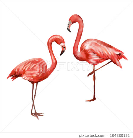 Two pink flamingos isolated on white background. Watercolor illustration on a summer theme. Greeting cards, wedding invitations, flyers and banners. 104880121