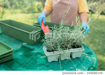 50s woman transplants lavender plant into ceramic pot outdoors.Gardening, greenery concept. 50s woman transplants lavender plant into ceramic pot outdoors.Gardening, greenery concept. 104880149