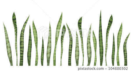 Seamless border sansevieria flower Seamless border sansevieria flower 104880302