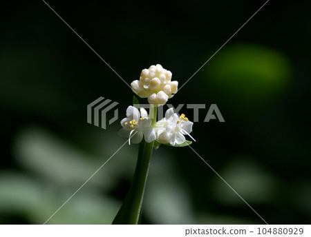 Flower of Yabu Miuga 104880929