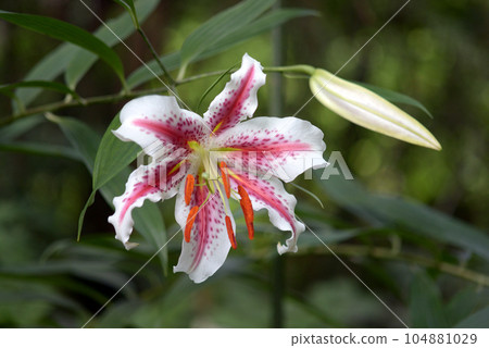 venice lily 104881029