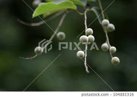 白雲木花蕾 白雲木花蕾 104881316