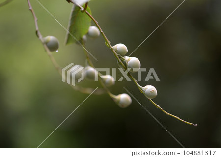 Hakuunboku bud Hakuunboku bud 104881317