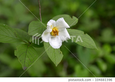 夏天的山茶花 夏天的山茶花 104881396