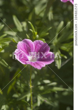 Garden hybrid geranium flowers, macro shot Garden hybrid geranium flowers, macro shot 104881573