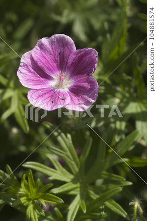 Garden hybrid geranium flowers, macro shot Garden hybrid geranium flowers, macro shot 104881574