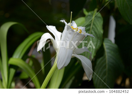 帕米安特·佩維阿納 帕米安特·佩維阿納 104882452