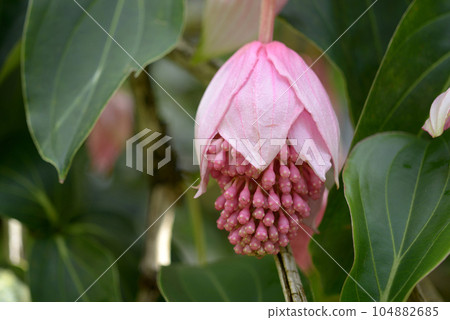 麥地那壯麗 104882685