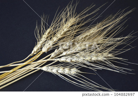 a small sheaf of ripe wheat, barley or rye on a black background 104882697