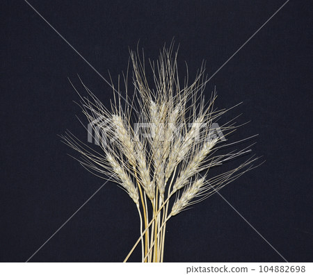a small sheaf of ripe wheat, barley or rye on a black background 104882698