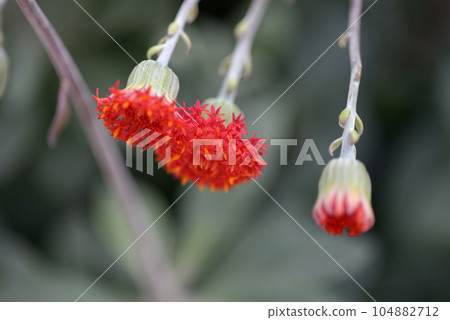 Whirlwind Kirin Whirlwind Kirin 104882712