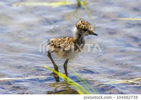 克里小雞在稻田裡覓食 104882739