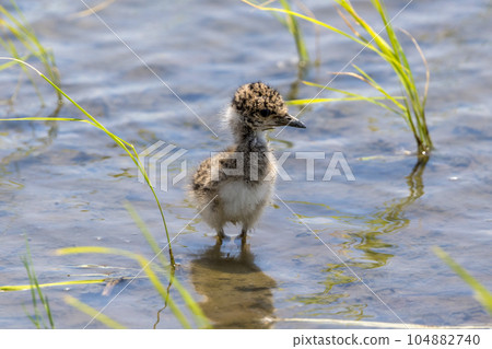 克里小雞在稻田裡覓食 克里小雞在稻田裡覓食 104882740