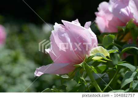 One flower button flower One flower button flower 104882757