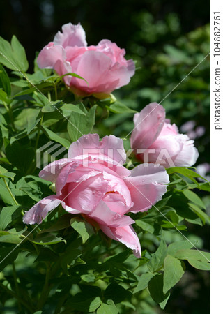 One flower button flower One flower button flower 104882761