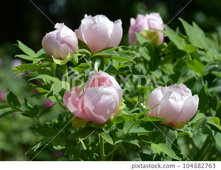 One flower button flower One flower button flower 104882763