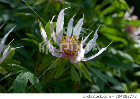 蝴蝶舞鈕扣花 蝴蝶舞鈕扣花 104882778