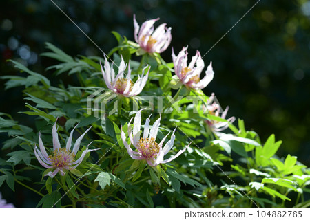 Butterfly Dance Button Flower 104882785