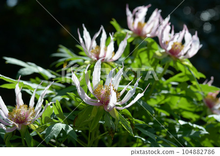 蝴蝶舞鈕扣花 蝴蝶舞鈕扣花 104882786