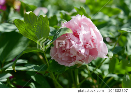 綠色蝴蝶蘭鈕扣花 綠色蝴蝶蘭鈕扣花 104882897