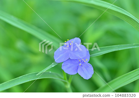 早上好繡球花 早上好繡球花 104883320