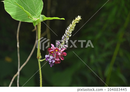 A plant that is one of the seven autumn herbs that can be seen all over Japan. 104883445