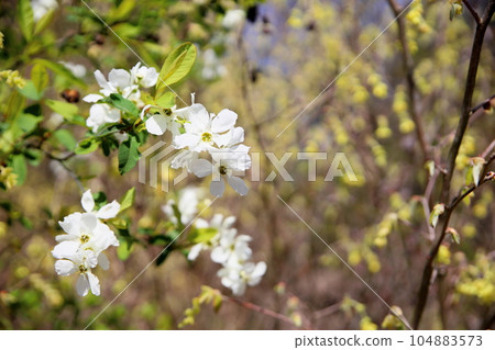 琉球白花 琉球白花 104883573