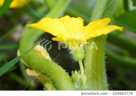 Male flower 104883774