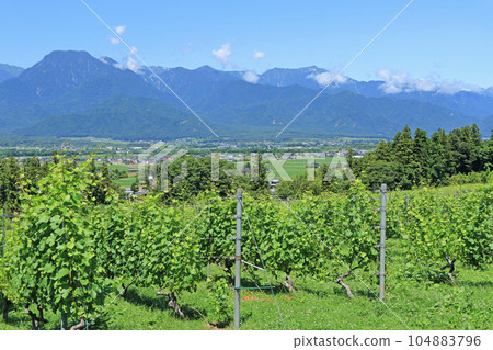 Azumino summer wine vineyard Azumino summer wine vineyard 104883796