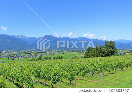 Azumino summer wine vineyard 104883797