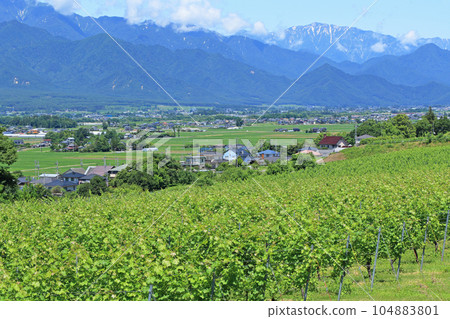 Azumino summer wine vineyard 104883801