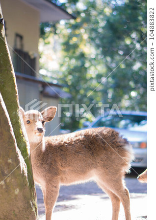 生活在奈良春日大社周圍的野生小鹿 生活在奈良春日大社周圍的野生小鹿 104883822