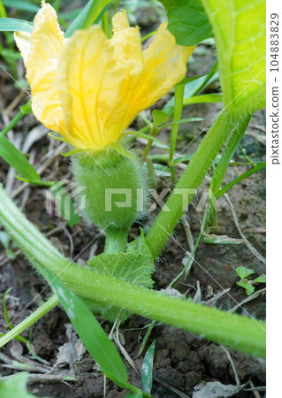 甜瓜女花 104883829