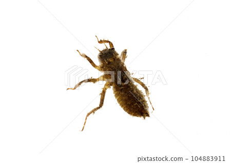White Dragonfly Larva Yago 104883911