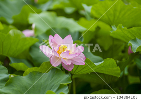 蓮花開花 104884103