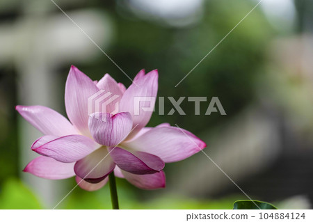 Lotus flowering 104884124