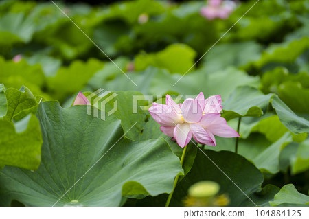 蓮花開花 104884125