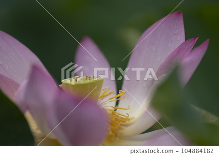 Lotus flowering Lotus flowering 104884182