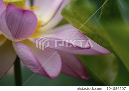 蓮花開花 104884207