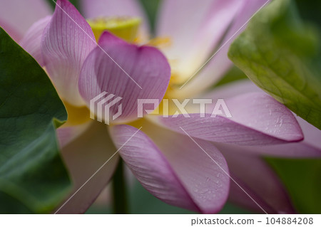 蓮花開花 蓮花開花 104884208