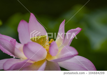 蓮花開花 蓮花開花 104884209