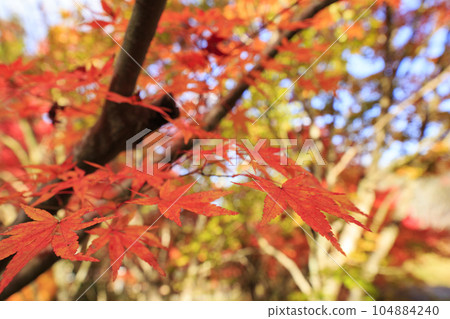 矢野溫泉公園四季之裡的秋葉森林 104884240
