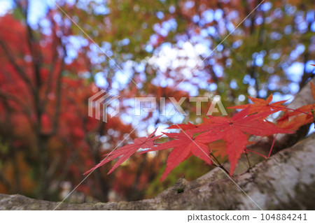矢野溫泉公園四季之裡的秋葉森林 104884241