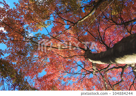 矢野溫泉公園四季之裡秋葉森林藍天 104884244