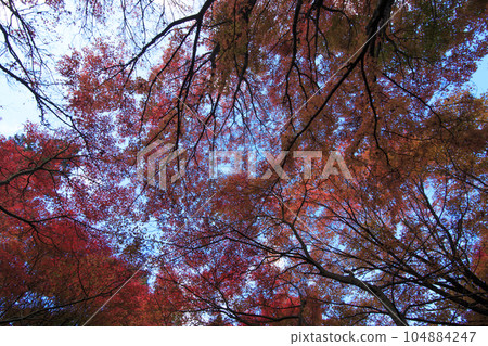 矢野溫泉公園四季之裡秋葉森林藍天 104884247